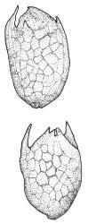 Pohlia australis, gemmae. Drawn from holotype, A.J. Fife 5487, CHR 104235.
 Image: R.C. Wagstaff © Landcare Research 2020 CC BY 4.0
